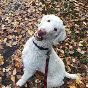 Meet your Posher, Lindsay